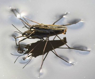 Water striders using water surface tension when mating